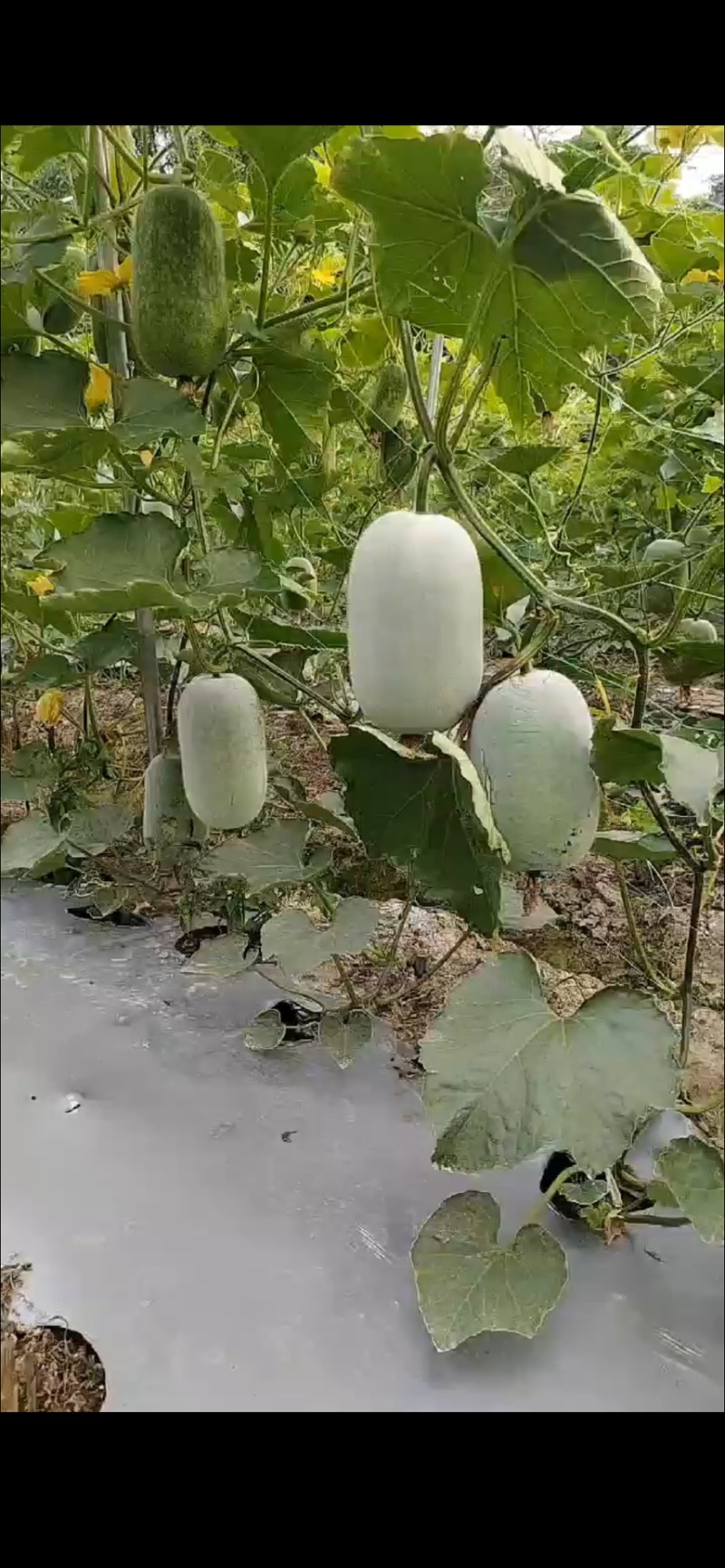 小香冬瓜，黑皮吊冬瓜，蔬菜基地自产自销