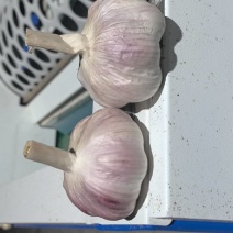 邳州精品大蒜
