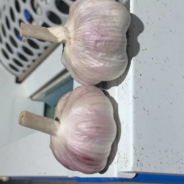 邳州精品大蒜