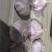 邳州精品大蒜