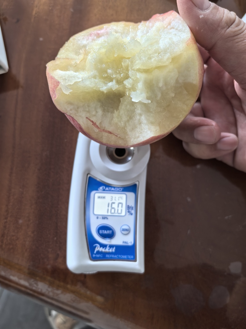 陕西水蜜桃中桃5号沙红北京八号批发渠道落地配社区团购