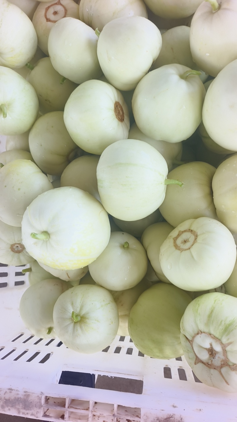 精品美浓、花蜜大量供应