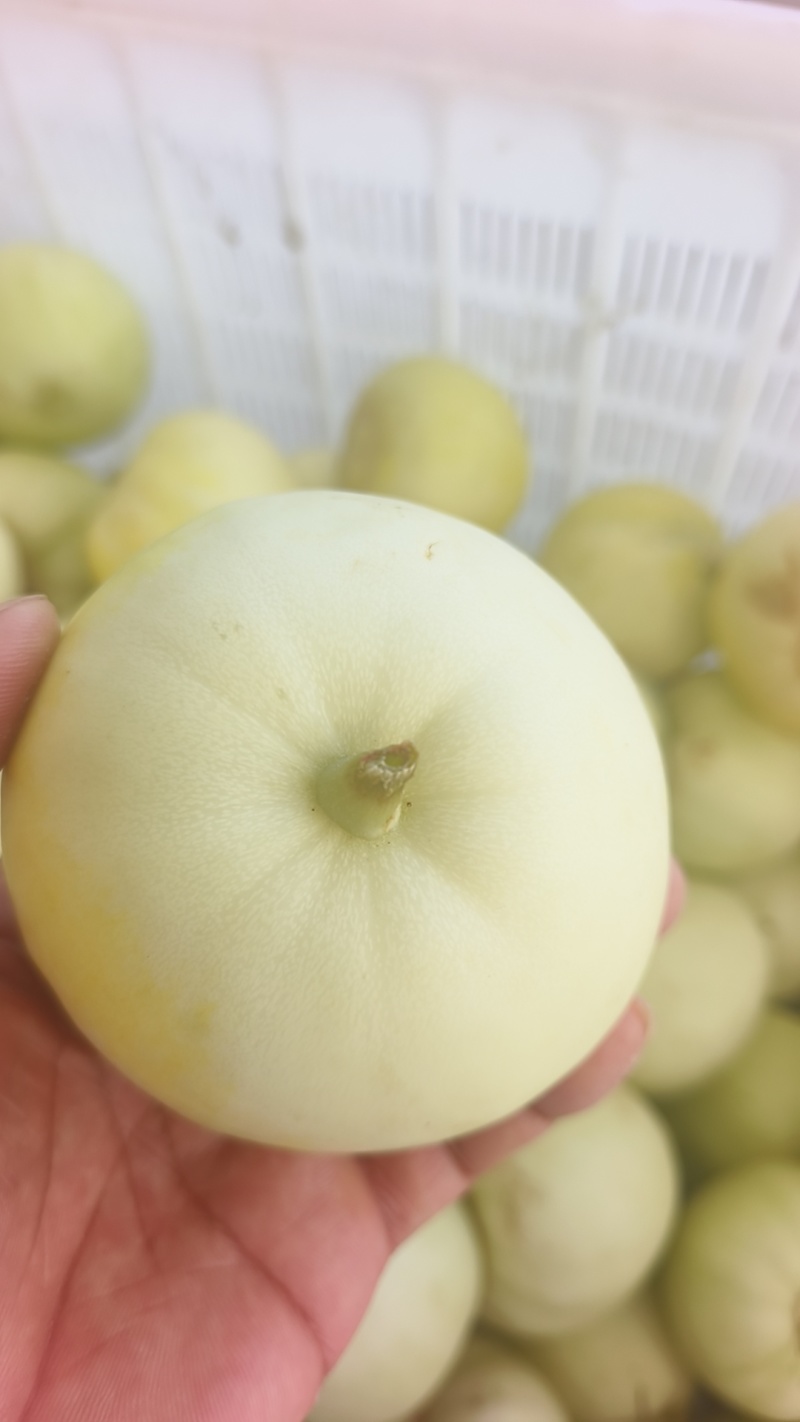 精品美浓、花蜜大量供应