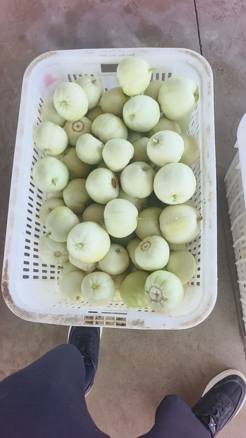 精品美浓、花蜜大量供应