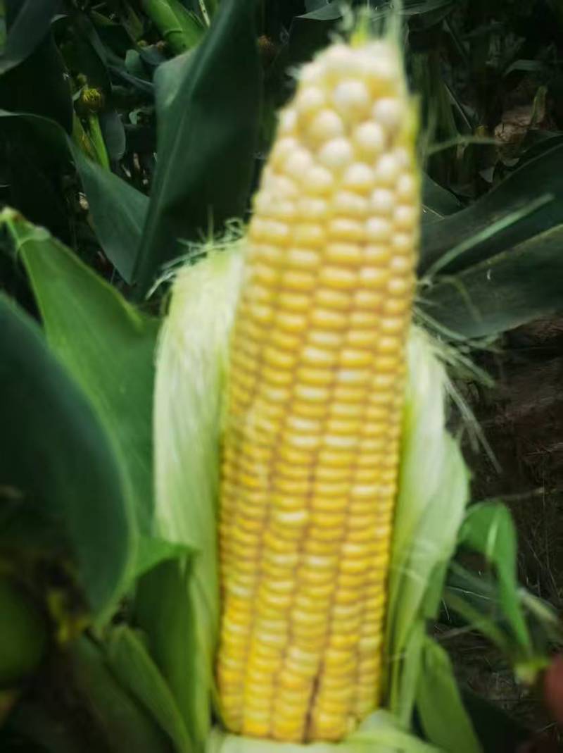 糯玉米满足供应质量保证