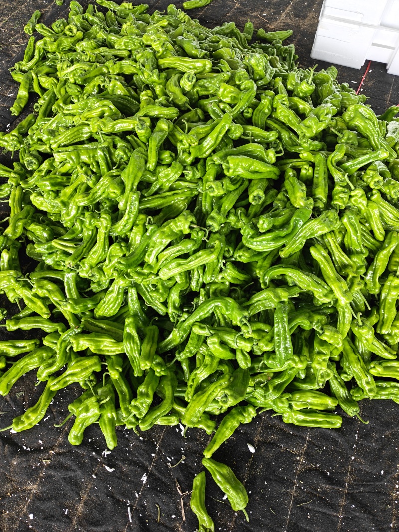芜湖精品大量有货，有需要的客户联系