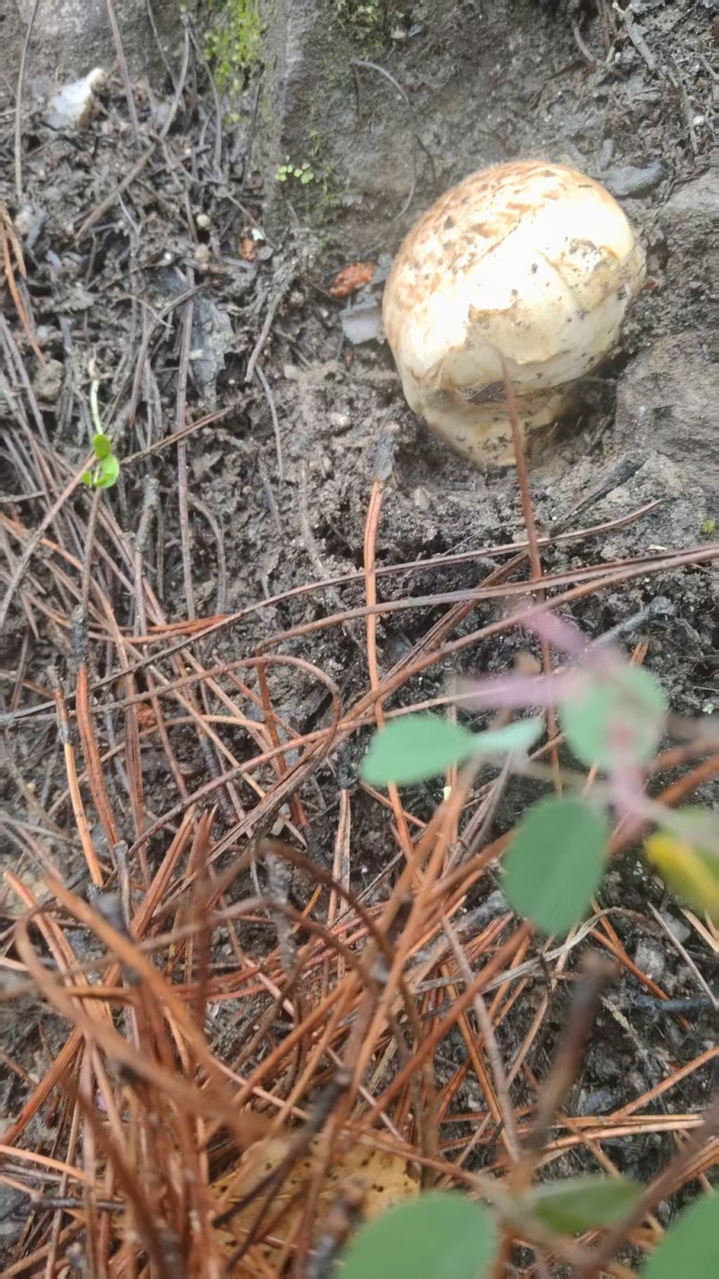甘孜高原野生松茸