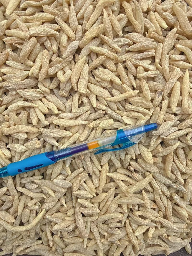 川麦冬零差评零投百万销量广州店售后无忧