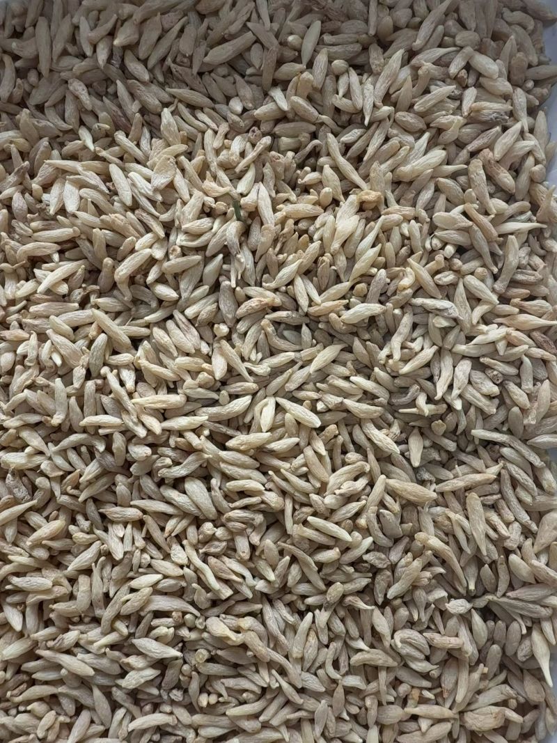 川麦冬零差评零投百万销量广州店售后无忧