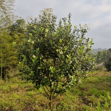 菲油果树5-6年已挂果，1.5m-2m基地直销量大从优
