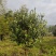 菲油果树5-6年已挂果，1.5m-2m基地直销量大从优