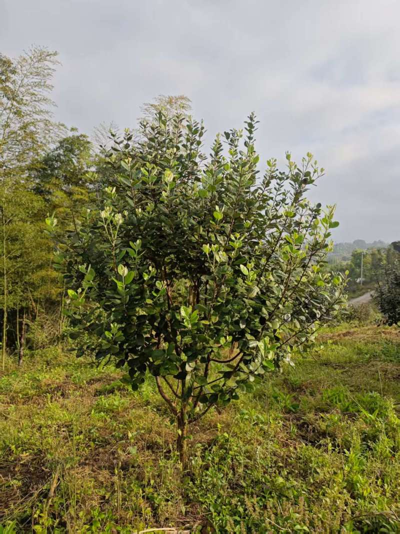 菲油果树5-6年已挂果，1.5m-2m基地直销量大从优
