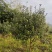 菲油果树5-6年已挂果，1.5m-2m基地直销量大从优