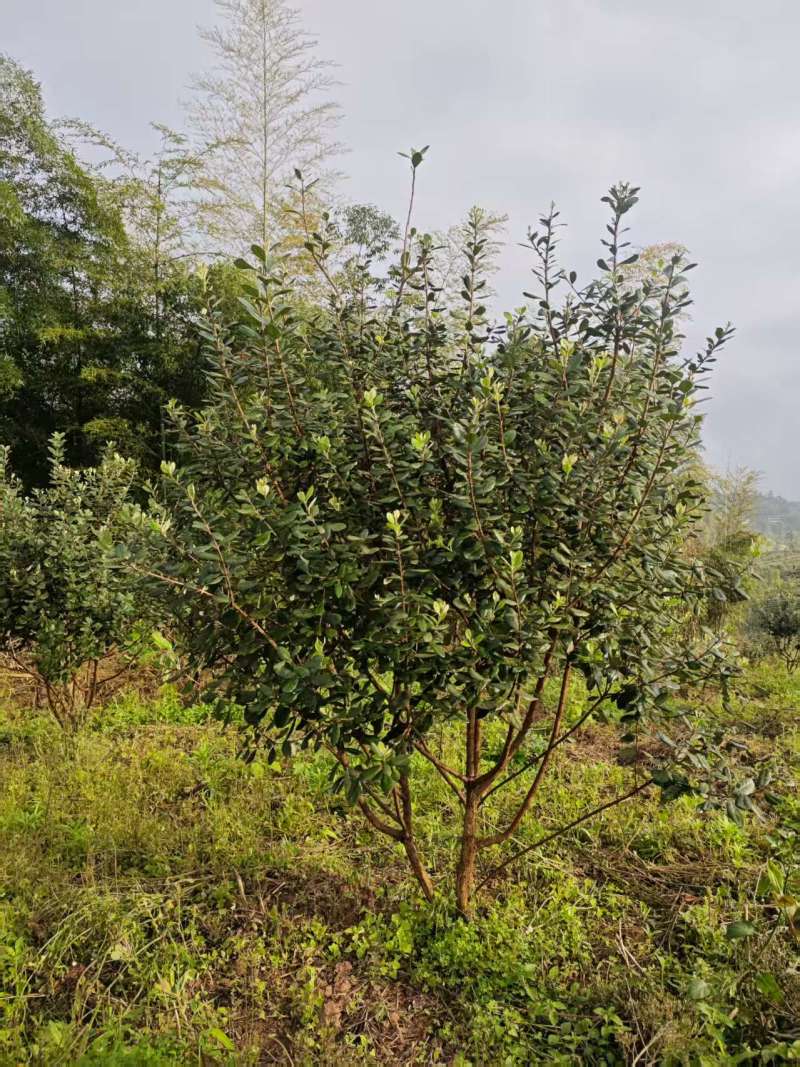 菲油果树5-6年已挂果，1.5m-2m基地直销量大从优