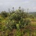 菲油果树5-6年已挂果，1.5m-2m基地直销量大从优