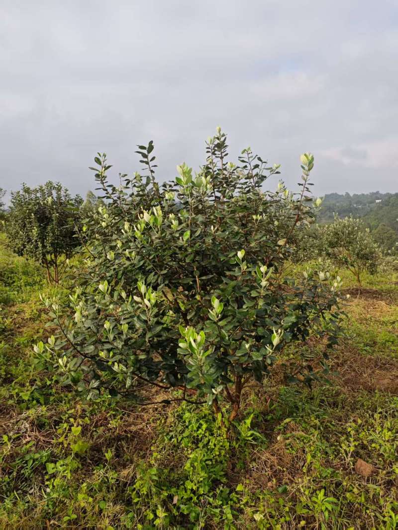 菲油果树5-6年已挂果，1.5m-2m基地直销量大从优