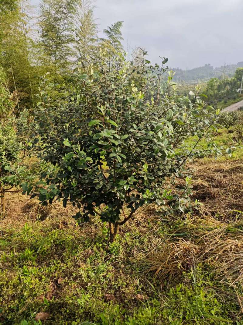 菲油果树5-6年已挂果，1.5m-2m基地直销量大从优