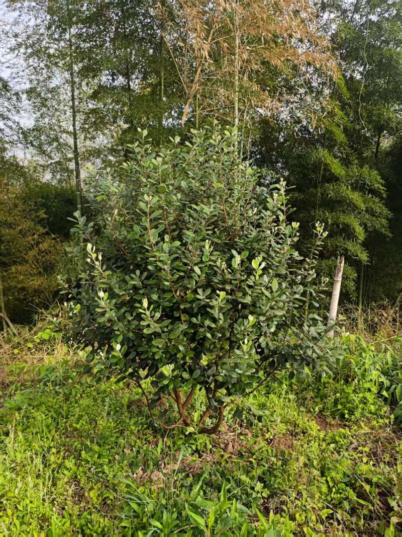 菲油果树5-6年已挂果，1.5m-2m基地直销量大从优