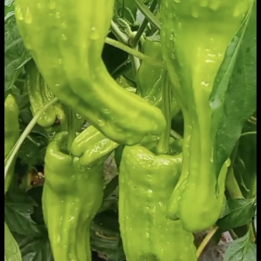 芜湖椒