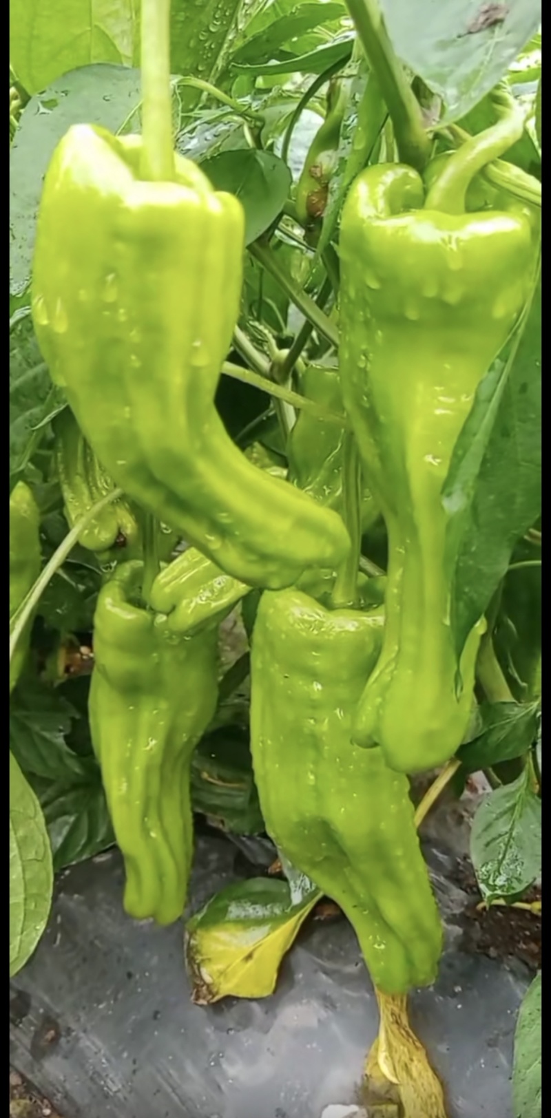 芜湖椒