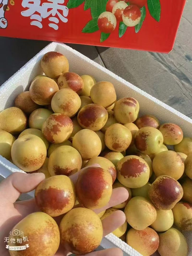 热卖中陕西大荔冬枣甜脆爽口基地直供货源充足欢迎联