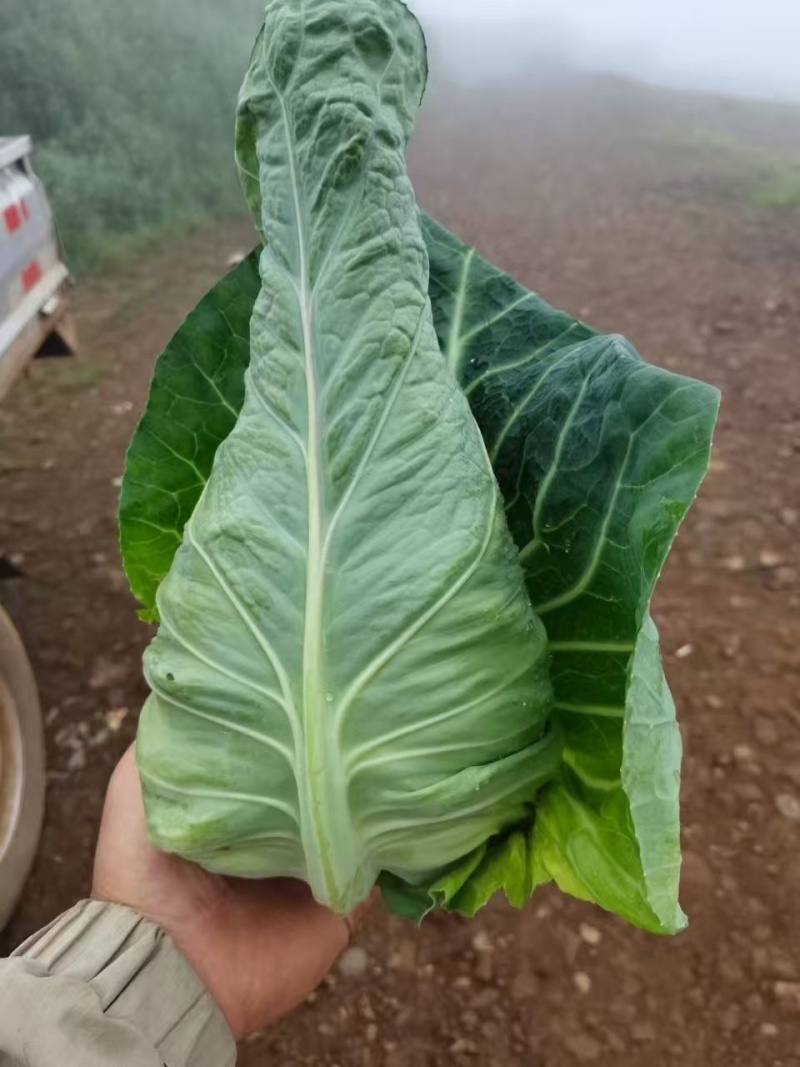 高原乌蒙牛心甘蓝