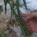 自种自销，通货，精品二荆条，需要老板，电话洽谈合作。