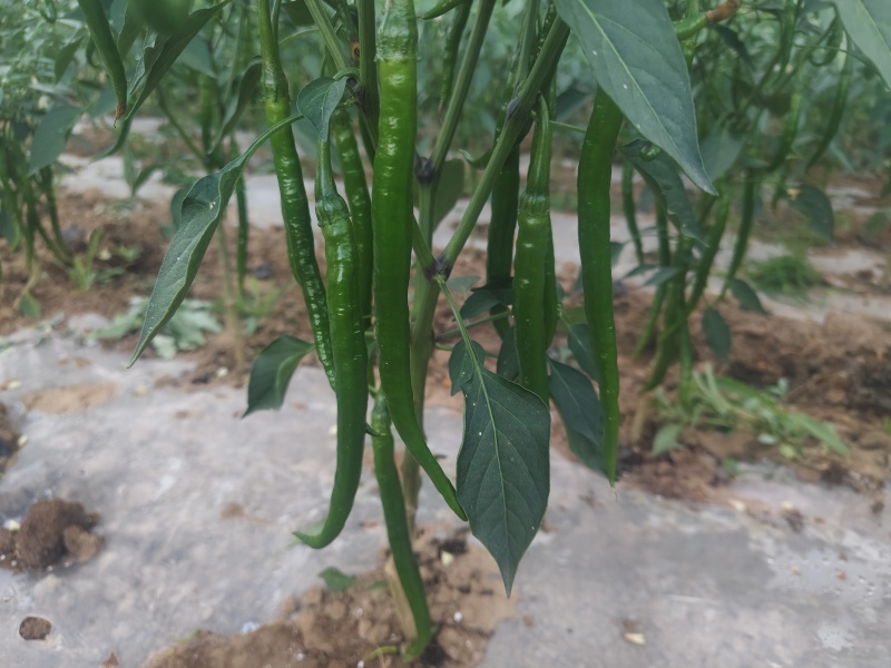 自种自销，通货，精品二荆条，需要老板，电话洽谈合作。
