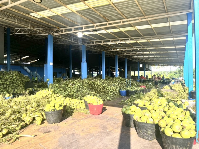 香椰水单倍椰子水源头工厂供应椰水饮料香椰肉冻干原料