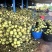 香椰水单倍椰子水源头工厂供应椰水饮料香椰肉冻干原料
