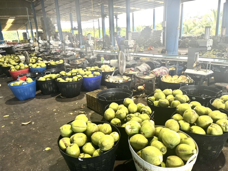 香椰水单倍椰子水源头工厂供应椰水饮料香椰肉冻干原料