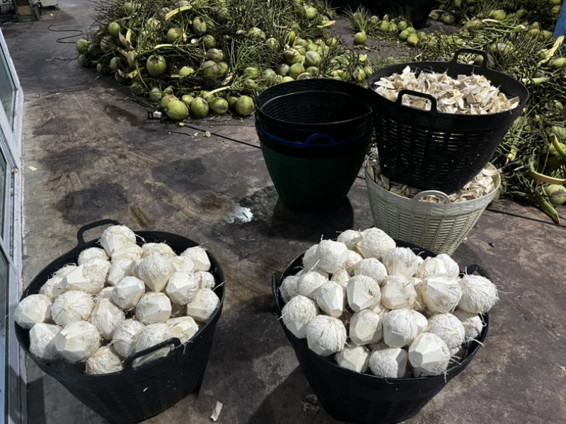 香椰水单倍椰子水源头工厂供应椰水饮料香椰肉冻干原料