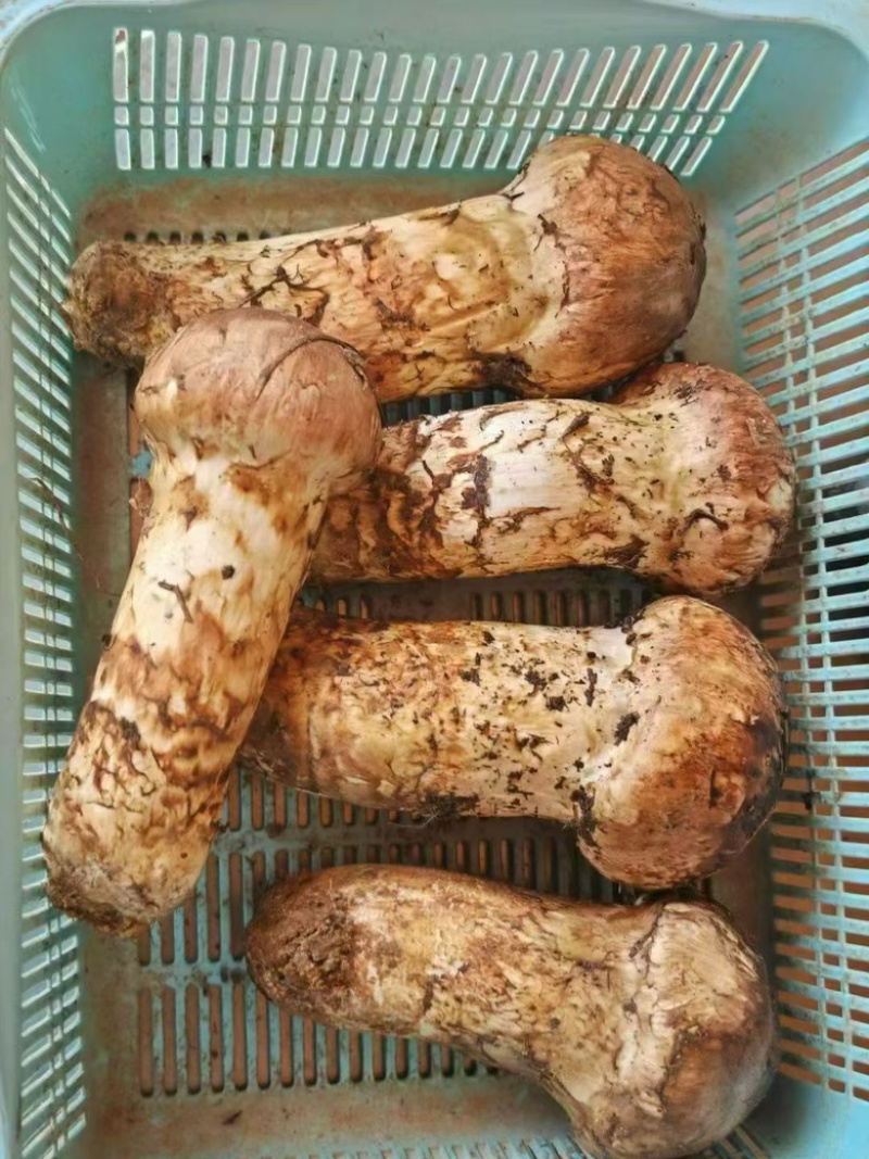 云南大理高山松茸