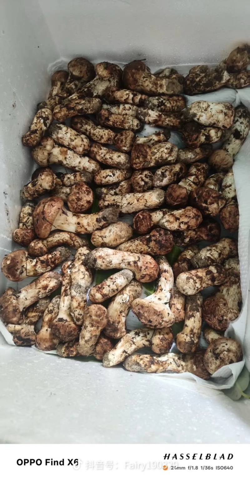 云南大理高山松茸