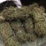鸡骨草有叶零差评百万销量广州店十年口碑
