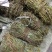 鸡骨草有叶零差评百万销量广州店十年口碑