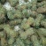 鸡骨草有叶零差评百万销量广州店十年口碑