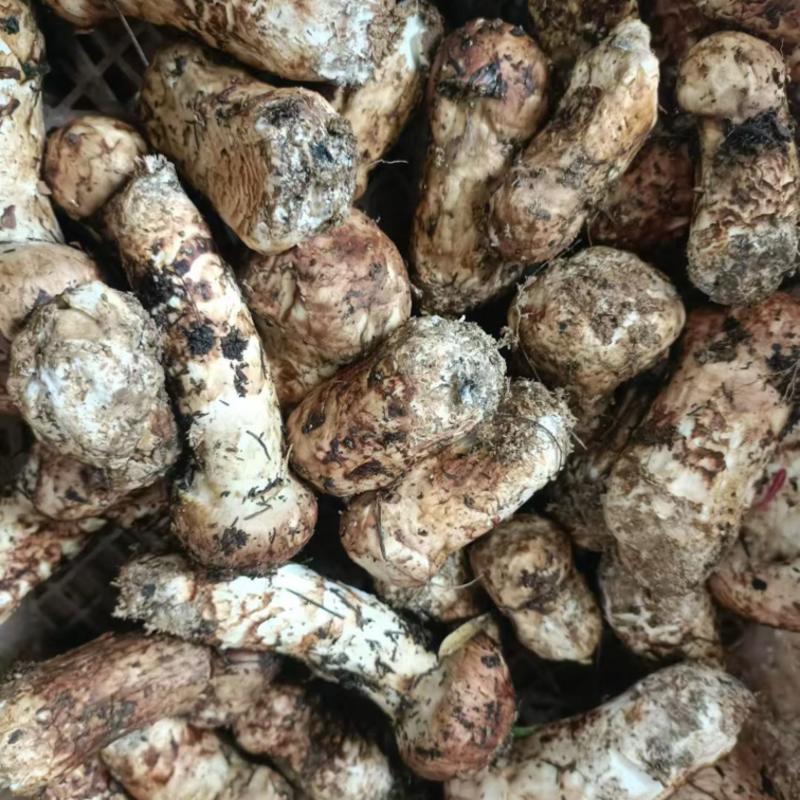 云南大理高山松茸