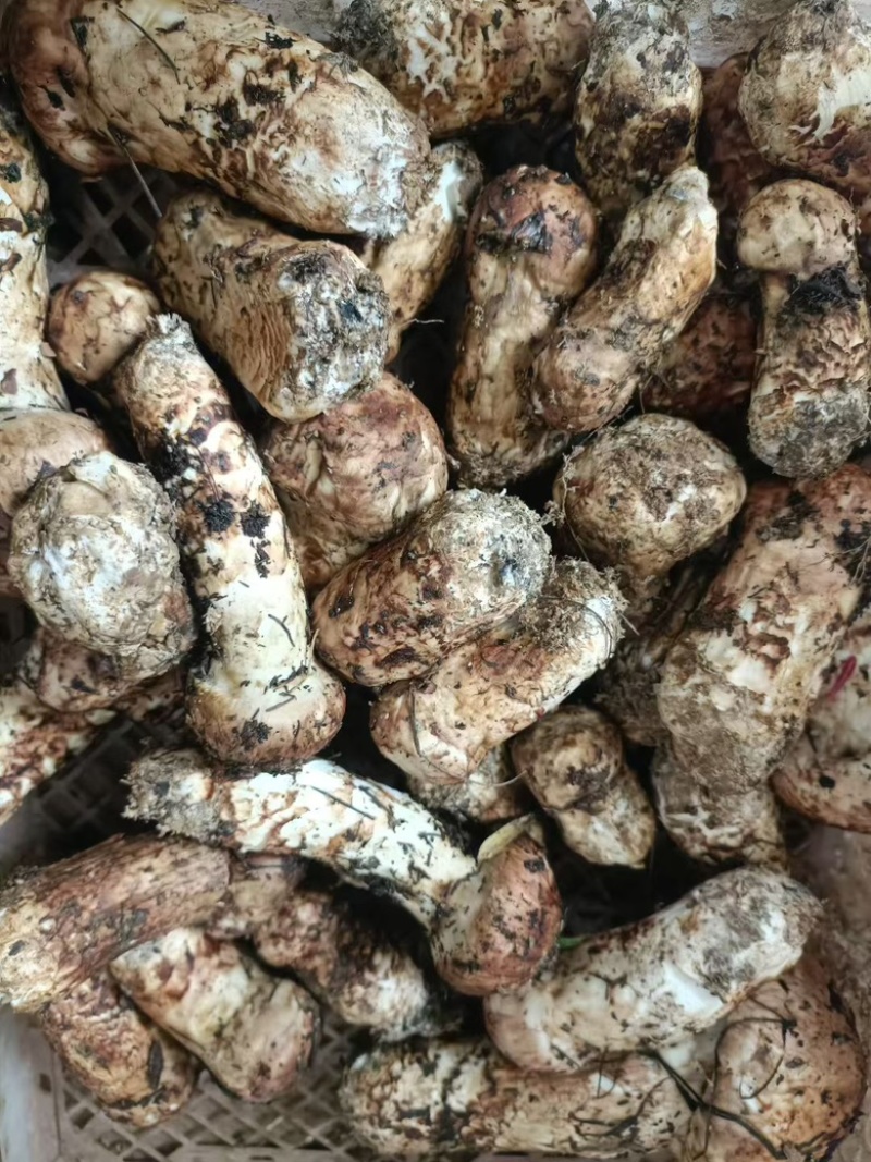 云南大理高山松茸