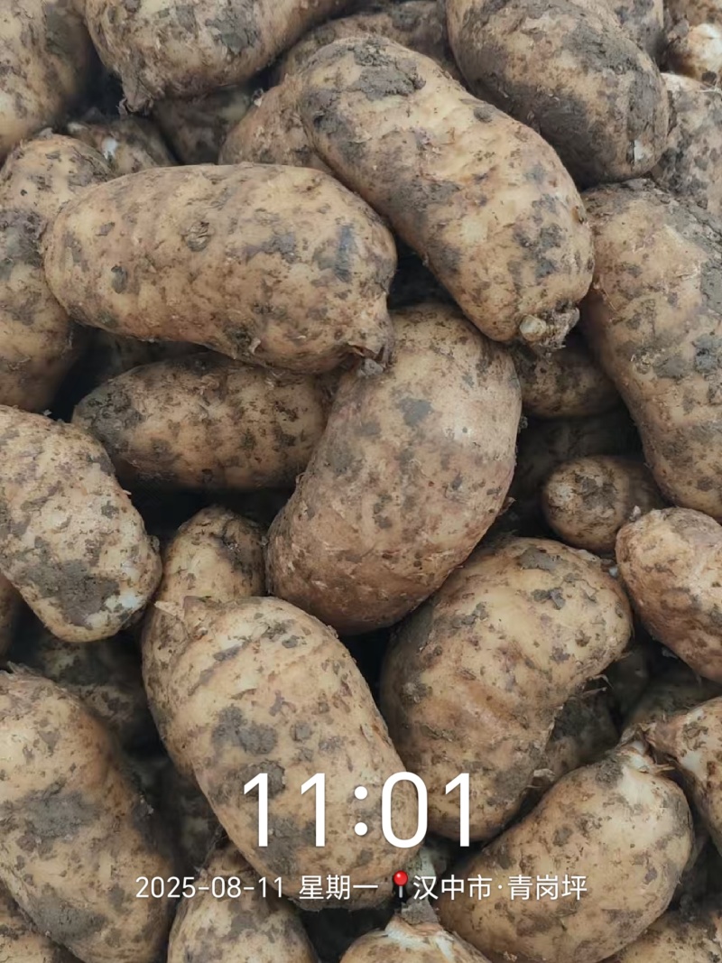 天麻鲜天麻三到五个一斤，三个一斤，五到八个一斤八到十个