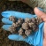 猫爪草中颗粒零差评百万销量广州店售后无忧