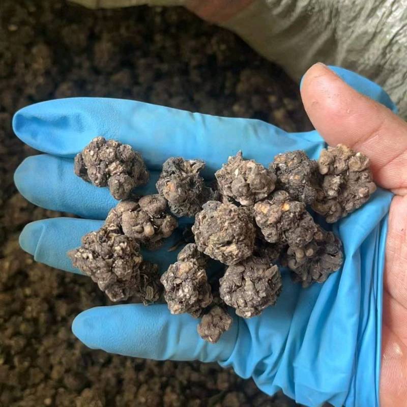 猫爪草中颗粒零差评百万销量广州店售后无忧
