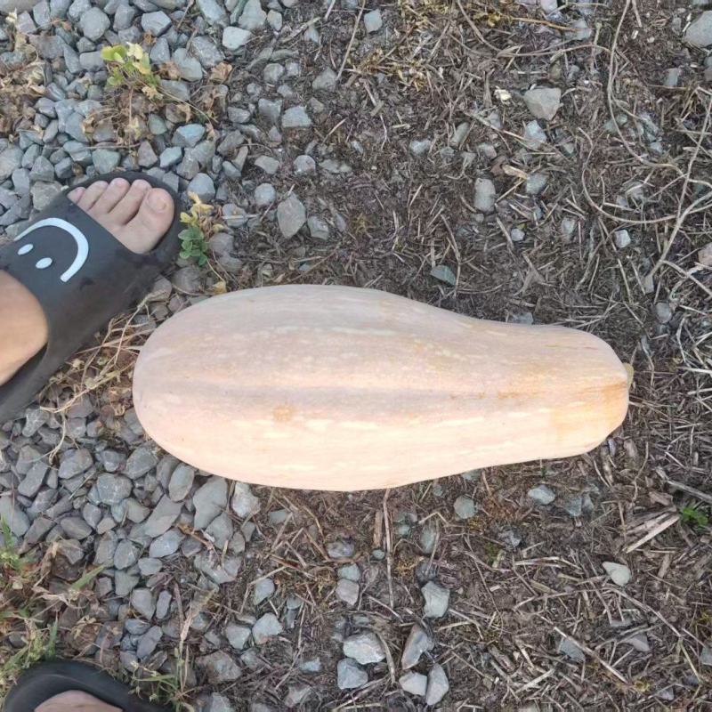 四川精品蜜本南瓜