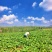 2026柘山蜜薯烟薯25西瓜红蜜薯