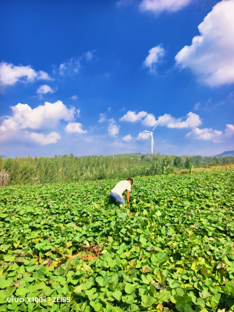 2026柘山蜜薯烟薯25西瓜红蜜薯