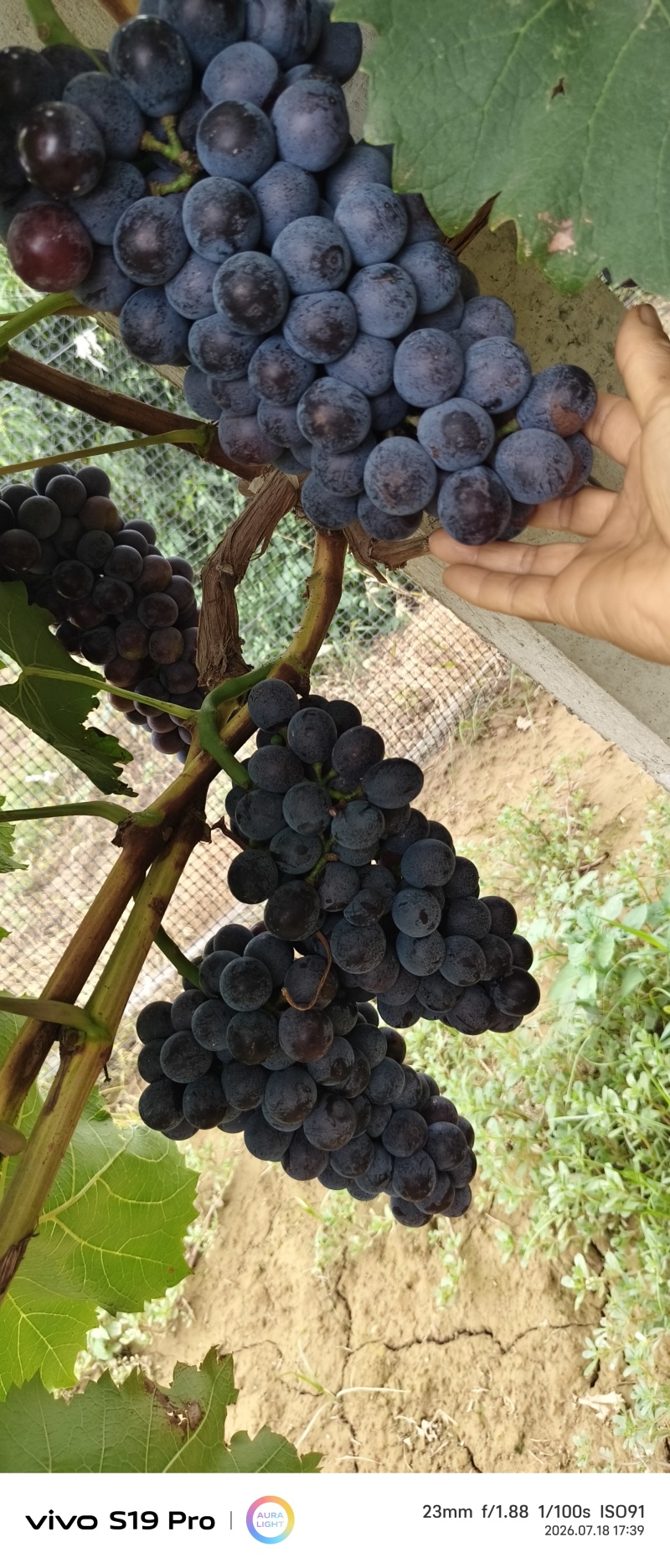 夏黑葡萄