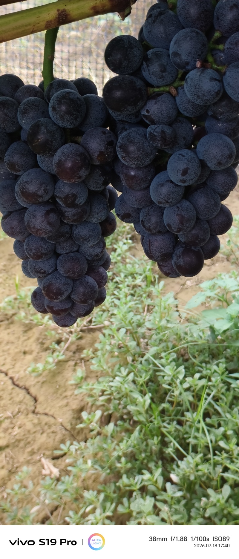 夏黑葡萄