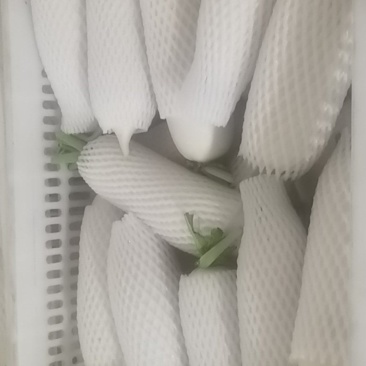 小个白萝卜