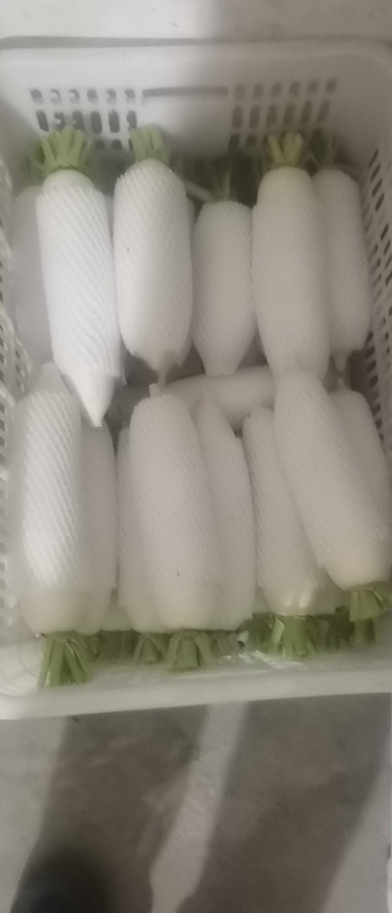 小个白萝卜