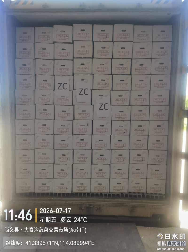 小个白萝卜